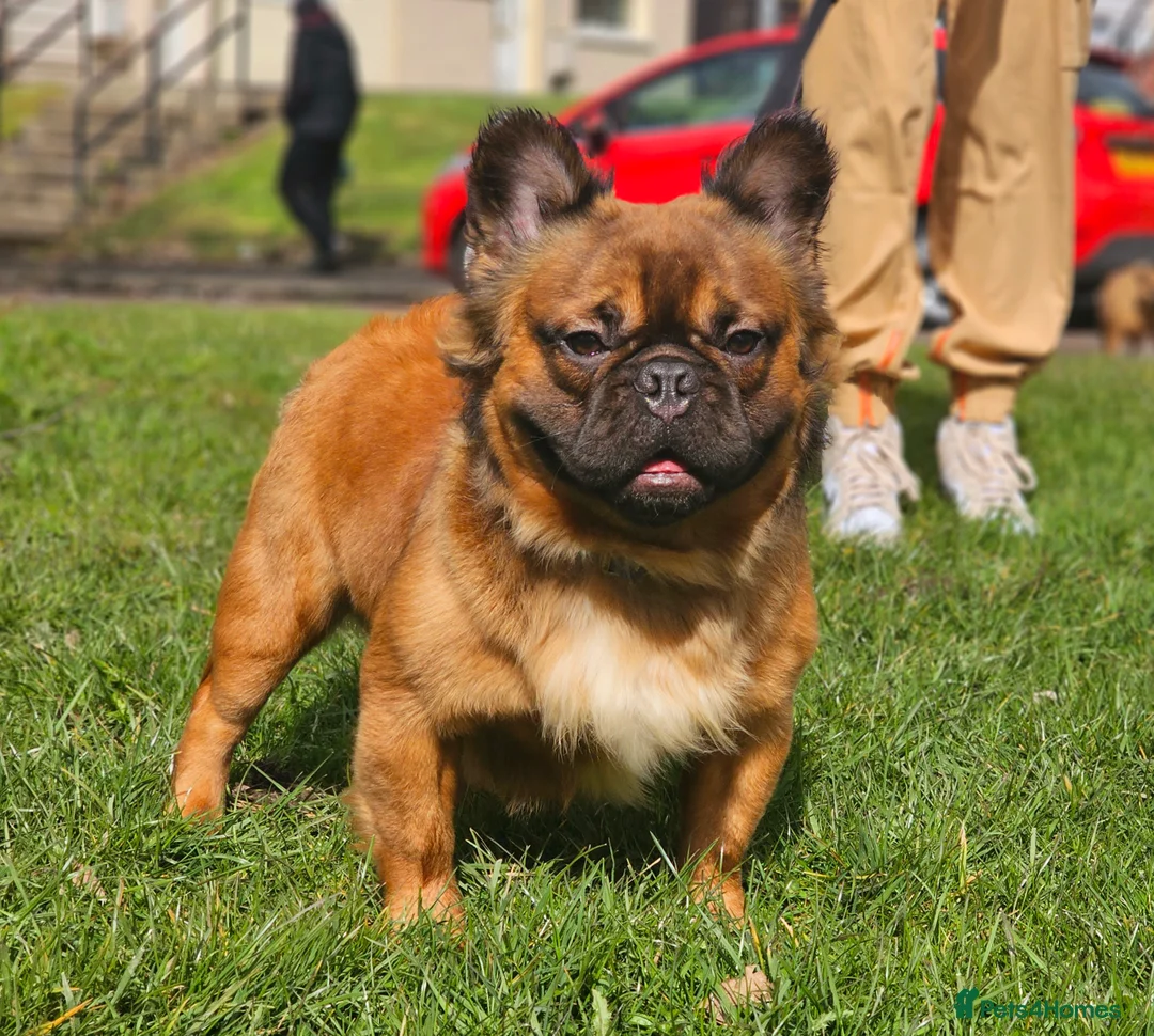 French Bulldog dogs for stud: CHEWBACCA - RED FAWN FLUFFY, NEW SHADE MAKER  in Motherwell - Advert 2