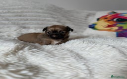 Chihuahua dogs for sale: Absolutely Stunning Little Chihuahua Puppies - Image 9