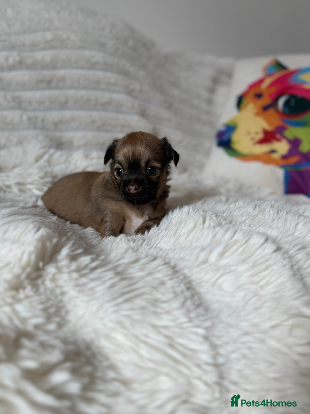 Chihuahua dogs for sale: Absolutely Stunning Little Chihuahua Puppies - Image 9