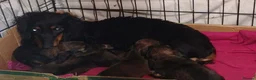 Miniature Dachshund dogs for sale: K.C. Reg. Longhaired Miniature Males - Advert 5