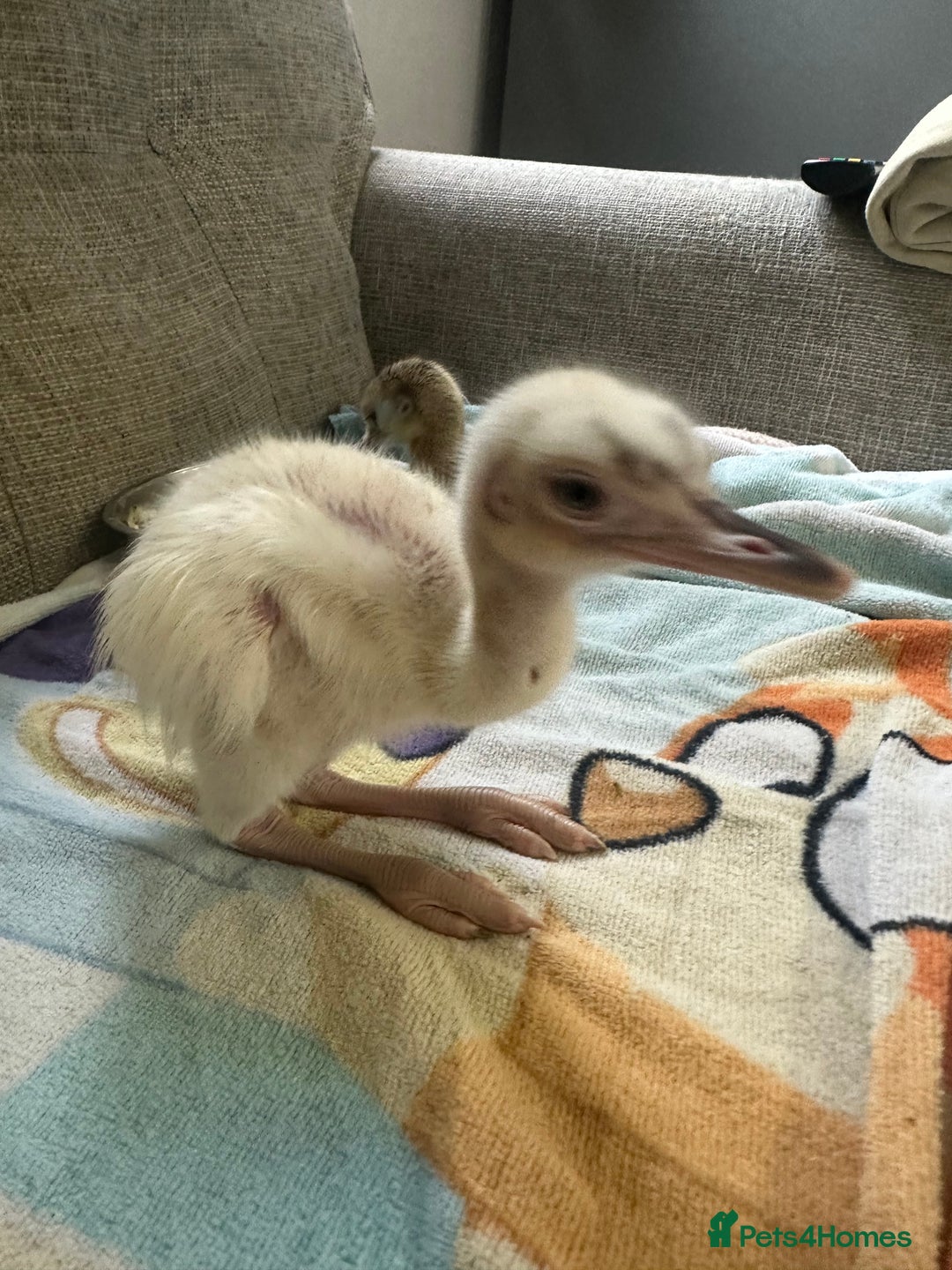 Emus poultry for sale: Baby chicks greater rhea hand reared  - Image 3