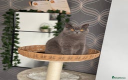British Shorthair cats for sale: British Shorthair Kittens 🐾💜 - Image 8