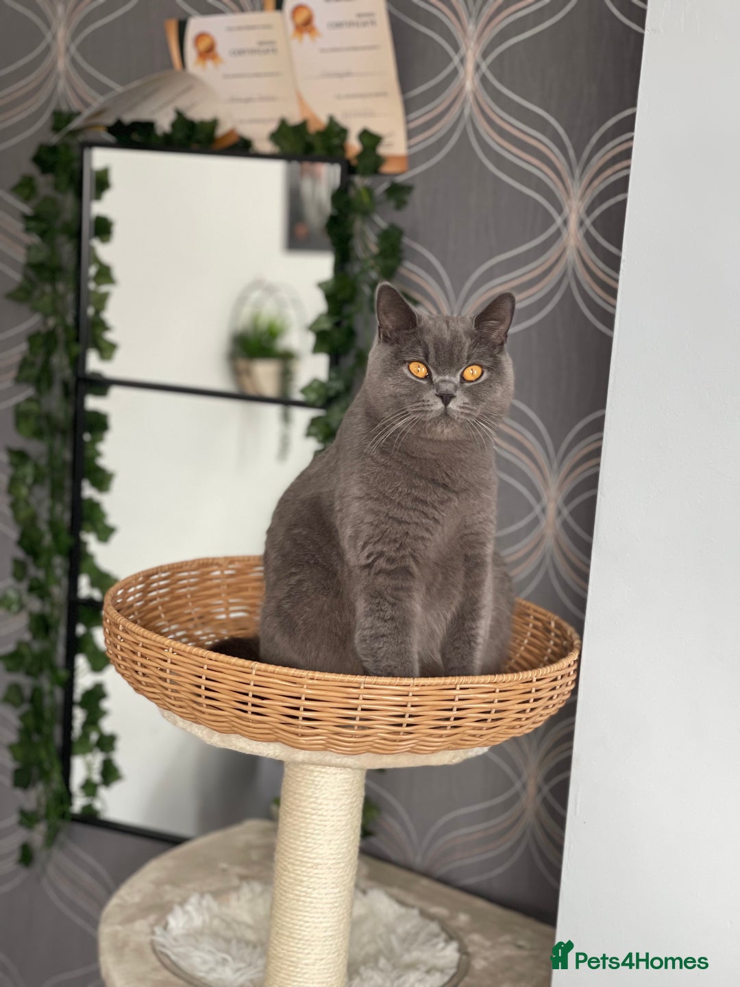 British Shorthair cats for sale: British Shorthair Kittens 🐾💜 - Image 8