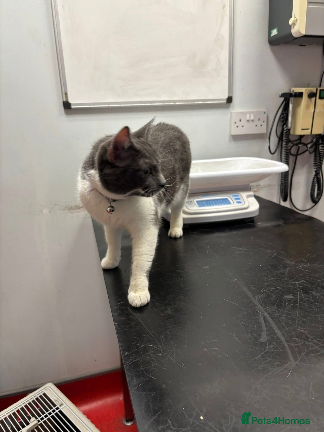 Mixed Breed cats for sale: Grey and white cat  - Advert 2