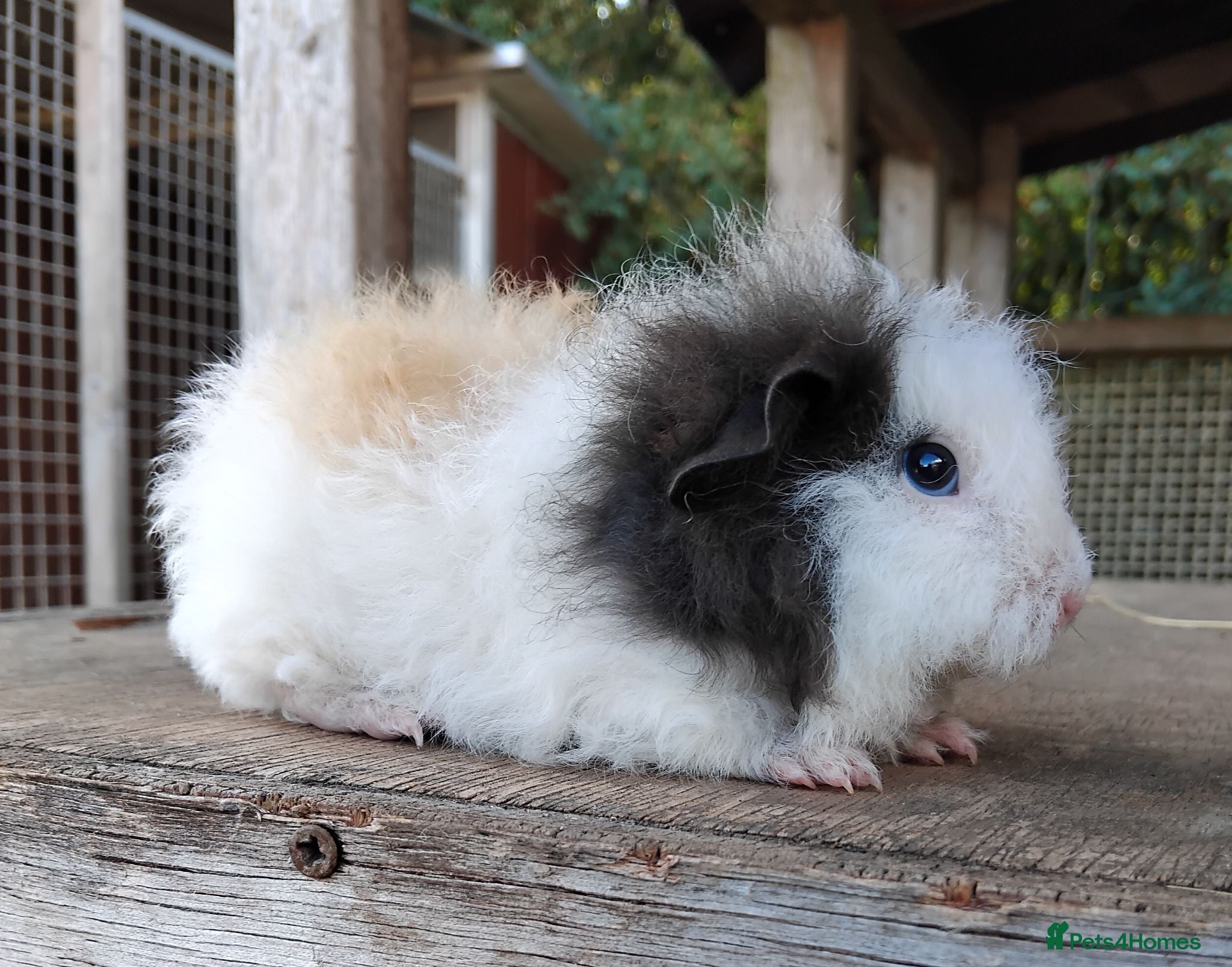 Guinea Pig rodents Swiss, Dalmation, Chocolate & Tort/White baby Sows - Advert 11