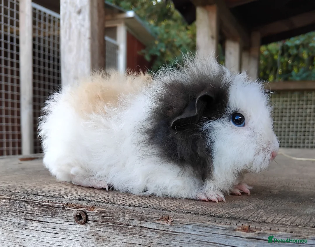 Guinea Pig rodents for sale: Swiss, Dalmation, Chocolate & Tort/White baby Sows - Advert 1