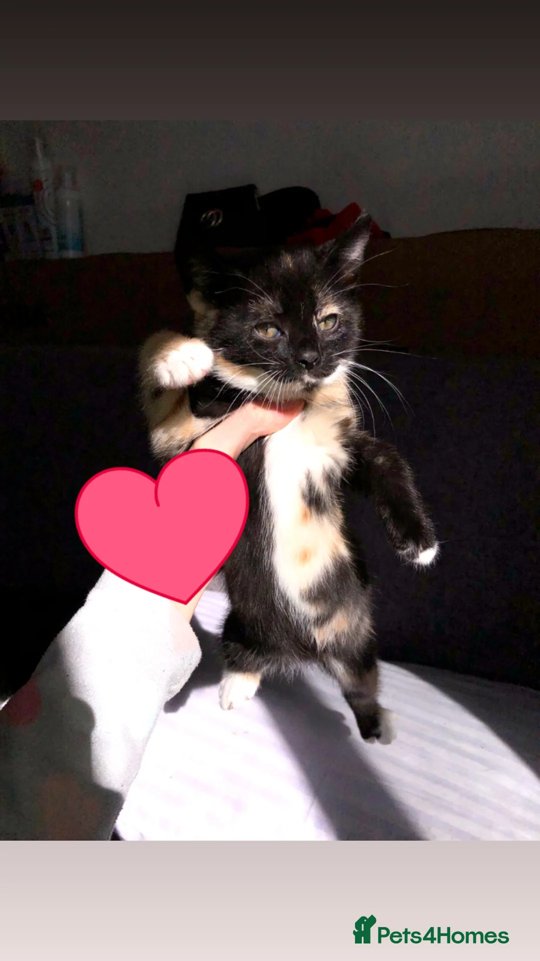 Mixed Breed cats for sale: 7 Beautiful Kittens🥰 in Birmingham - Advert 1