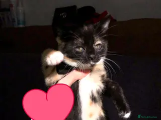 Mixed Breed cats 7 Beautiful Kittens🥰 - Advert 1