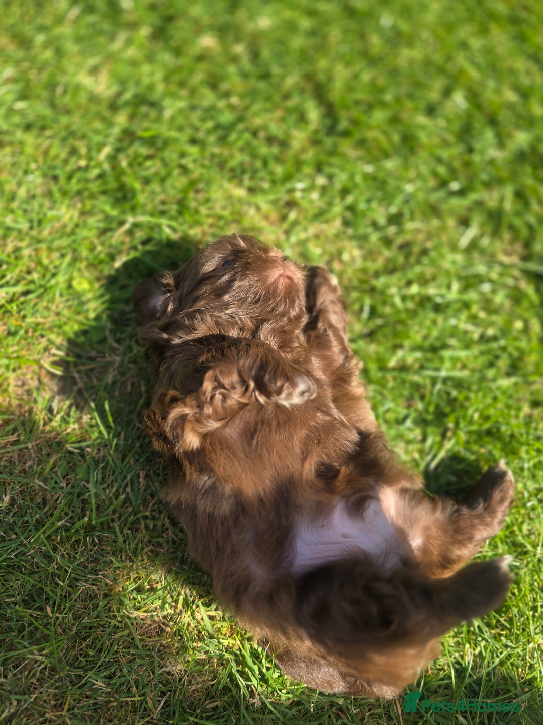 Shih Tzu dogs for sale: Shih Tzu Imperial (Karashishi) - Image 10