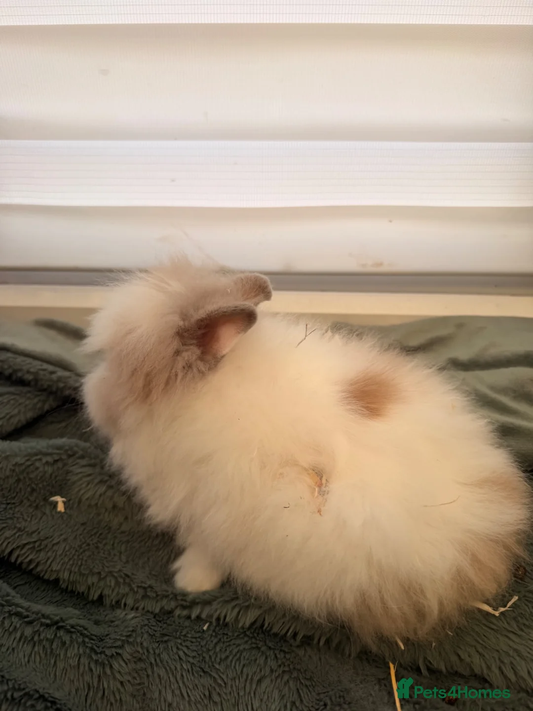 Lionhead rabbits for sale: 🐰ADORABLE LIONHEAD BUNNIES FOR SALE🐰 - Advert 17