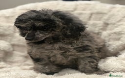 Mixed Breed dogs for sale: Miniature merle poodle female  - Image 7