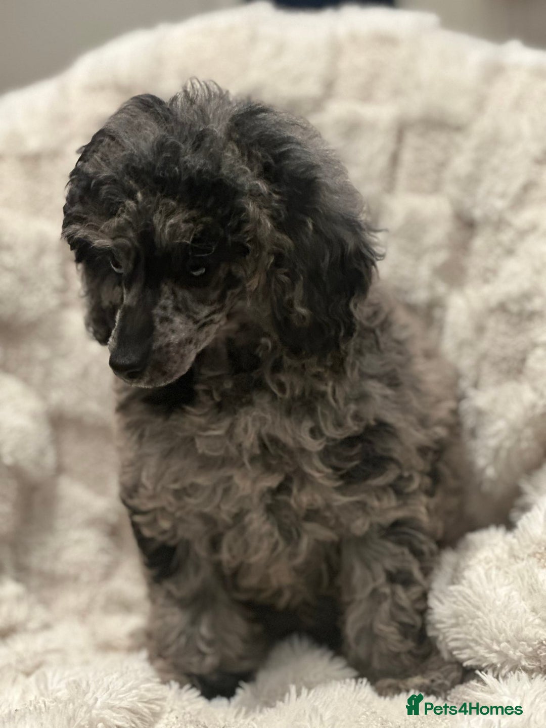 Mixed Breed dogs for sale: Miniature merle poodle female  - Image 7