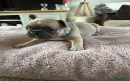 French Bulldog dogs for sale: Beautiful French Bulldog pups 5 girls 1 boy - Image 6
