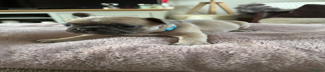 French Bulldog Puppy 6