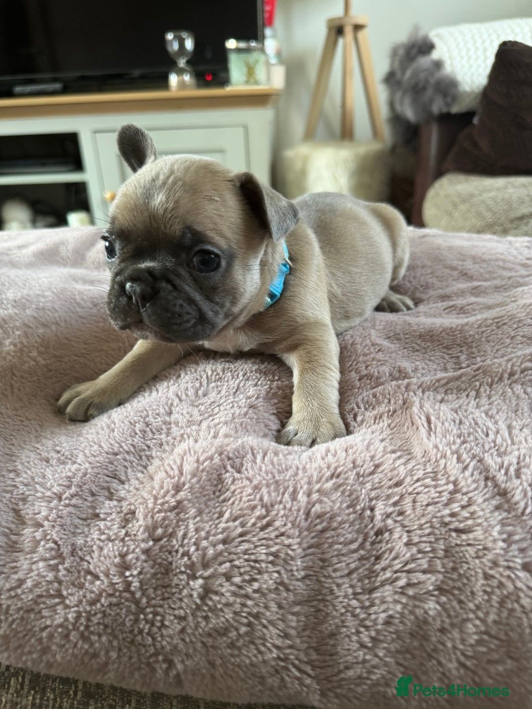 French Bulldog dogs for sale: Beautiful French Bulldog pups 5 girls 1 boy - Image 6
