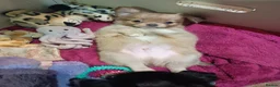 Pomchi dogs for sale: Four amazing looking Pomchi's in Cullompton - Advert 5