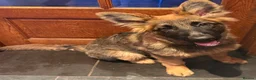 German Shepherd dogs for sale: German shepherd pups - Advert 3