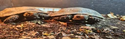 Tortoise reptiles for sale: Burmese Brown Mountain Tortoises in Scunthorpe - Advert 3