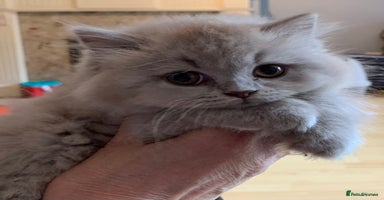 British Longhair cats - Advert 1