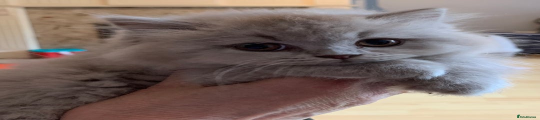 British Longhair Kitten 2
