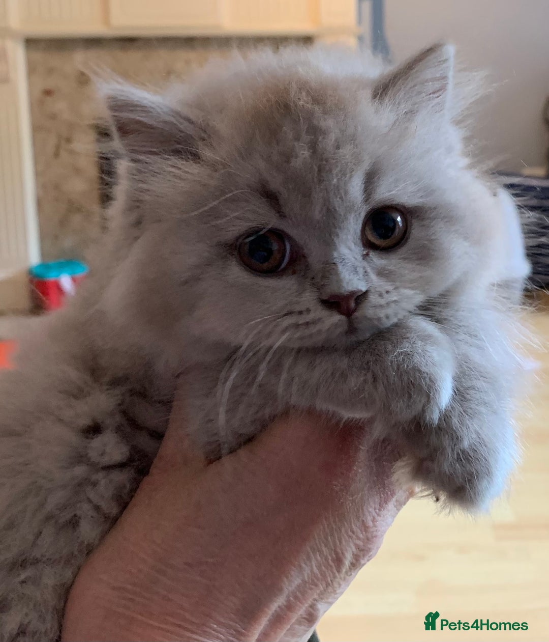 British Longhair cats for sale: BRIRISH long hair kittens - Image 2