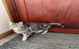 Mixed Breed cats for sale: Gorgeous female cat - Image 1