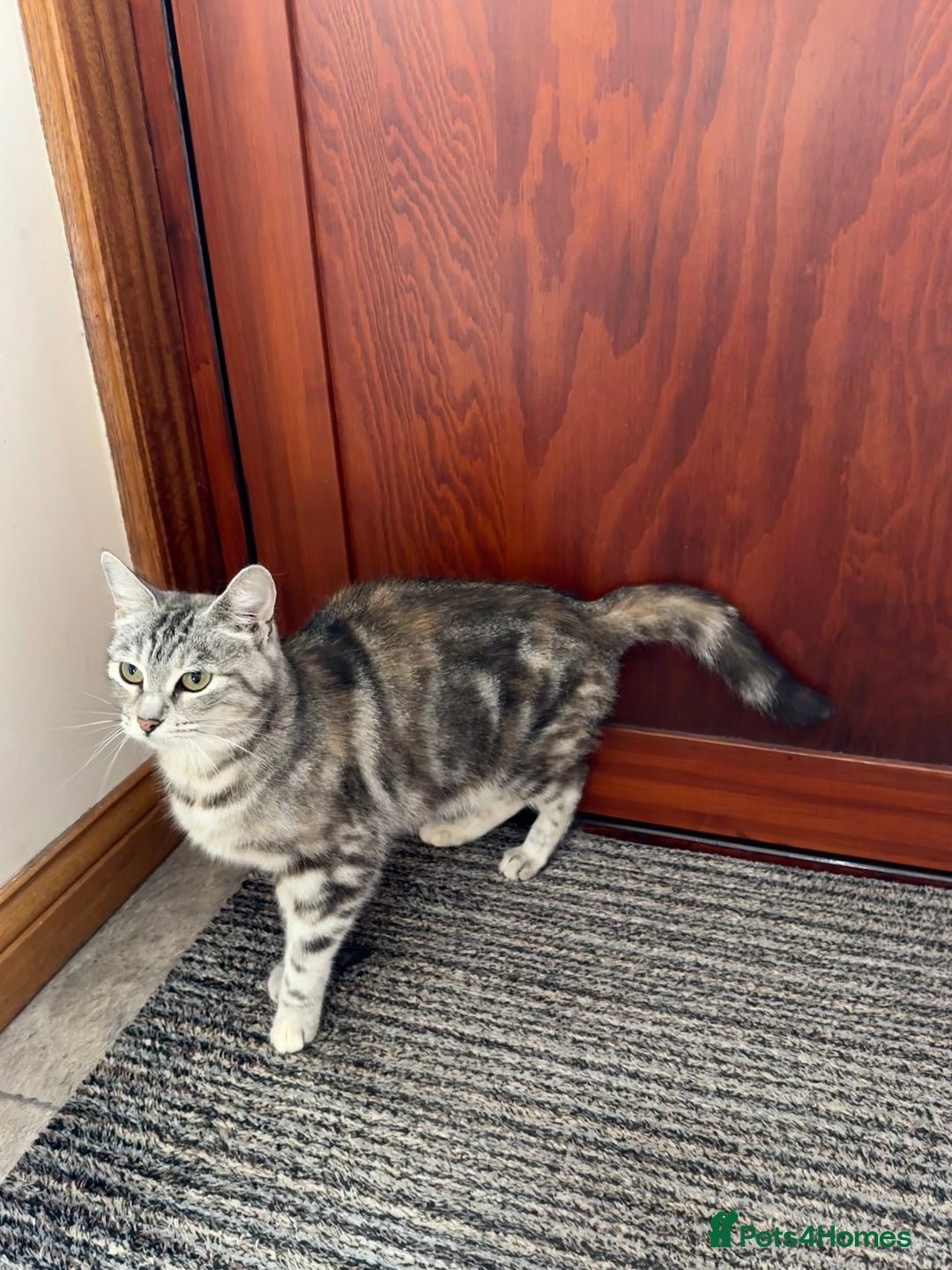 Mixed Breed cats for sale: Gorgeous female cat - Image 1