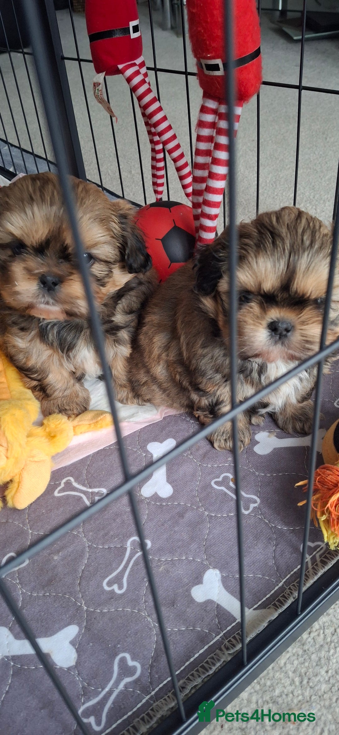 Shih Tzu dogs for sale: Full bred shih tzu 2 boys - Advert 2