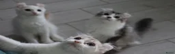 American Curl cats for sale: Beautiful, playful Rare American Curl Kittens - Advert 24