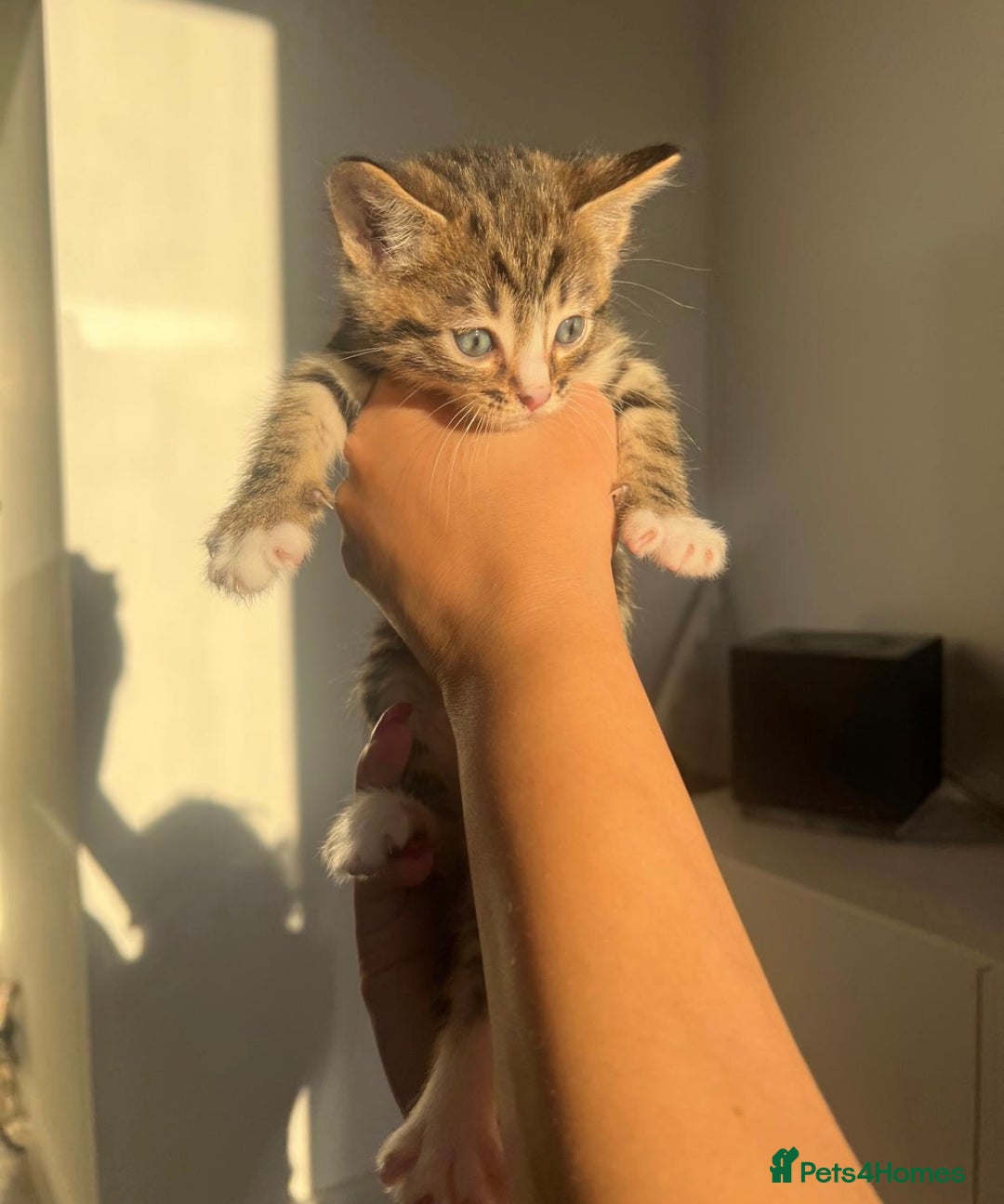 Bengal cats for sale: Beautiful Half Bengal Kittens - Advert 8