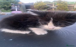 Bombay cats for sale: kitten for sale!! - Image 4