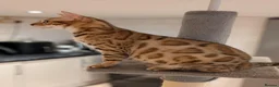 Bengal cats for sale: Beautiful Retired Female Bengal - Advert 7