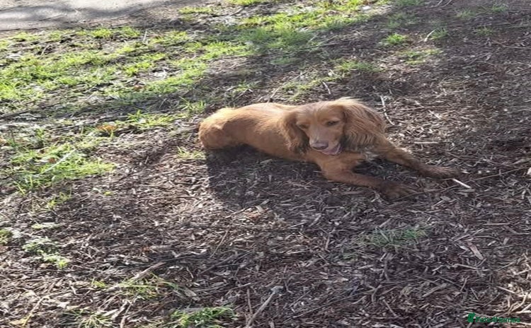 Cocker Spaniel dogs - Advert 10