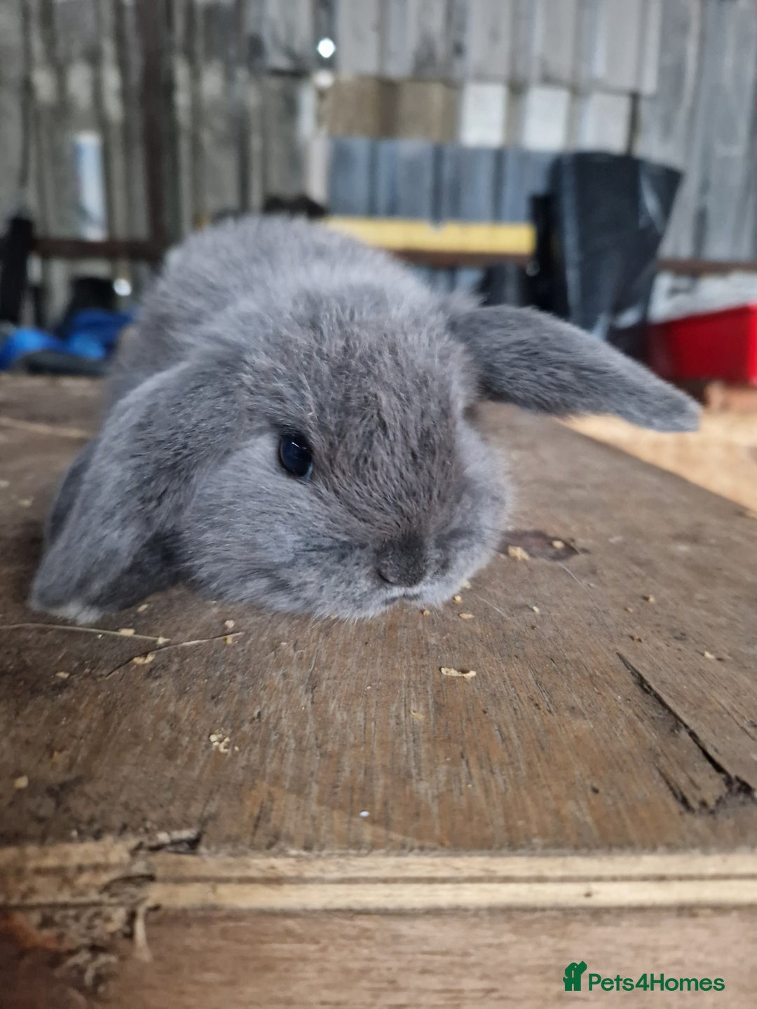 Mini Lop rabbits for sale: Baby mini lops  - Advert 9