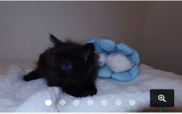 Maine Coon cats for sale: 1 Black Male Maine Coon Cross Kitten - Image 4