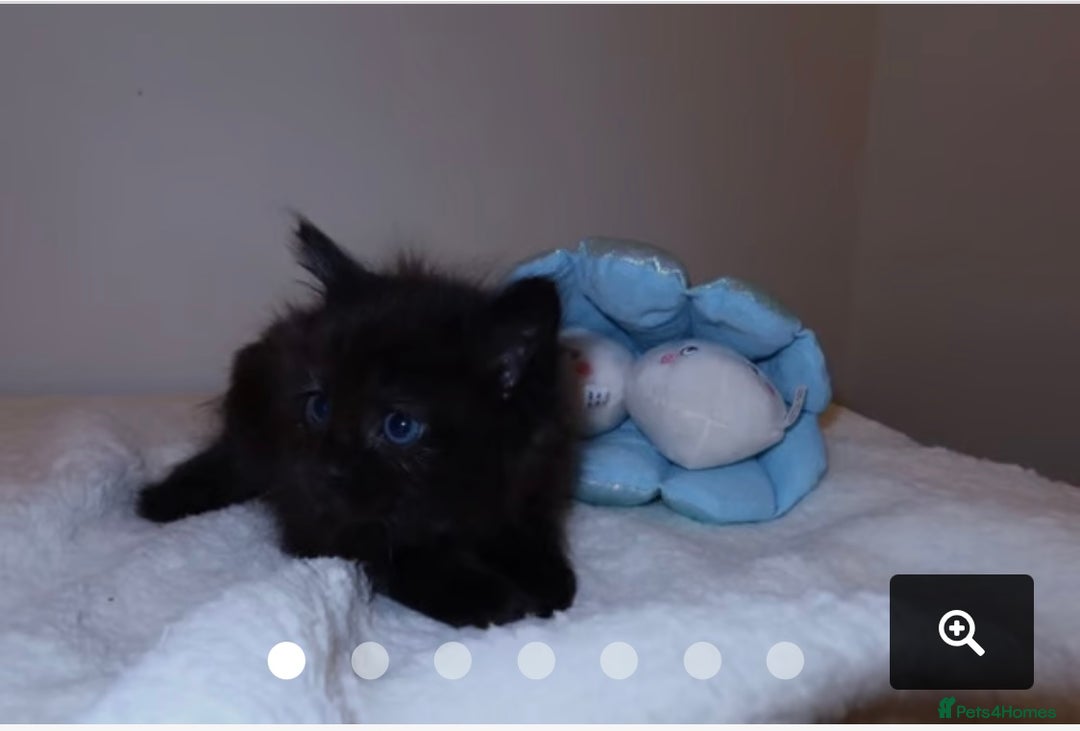 Maine Coon cats for sale: 1 Black Male Maine Coon Cross Kitten - Image 4