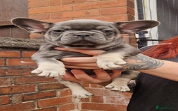 French Bulldog dogs for sale: Beautiful brindle french-bulldog girl left!  - Image 20
