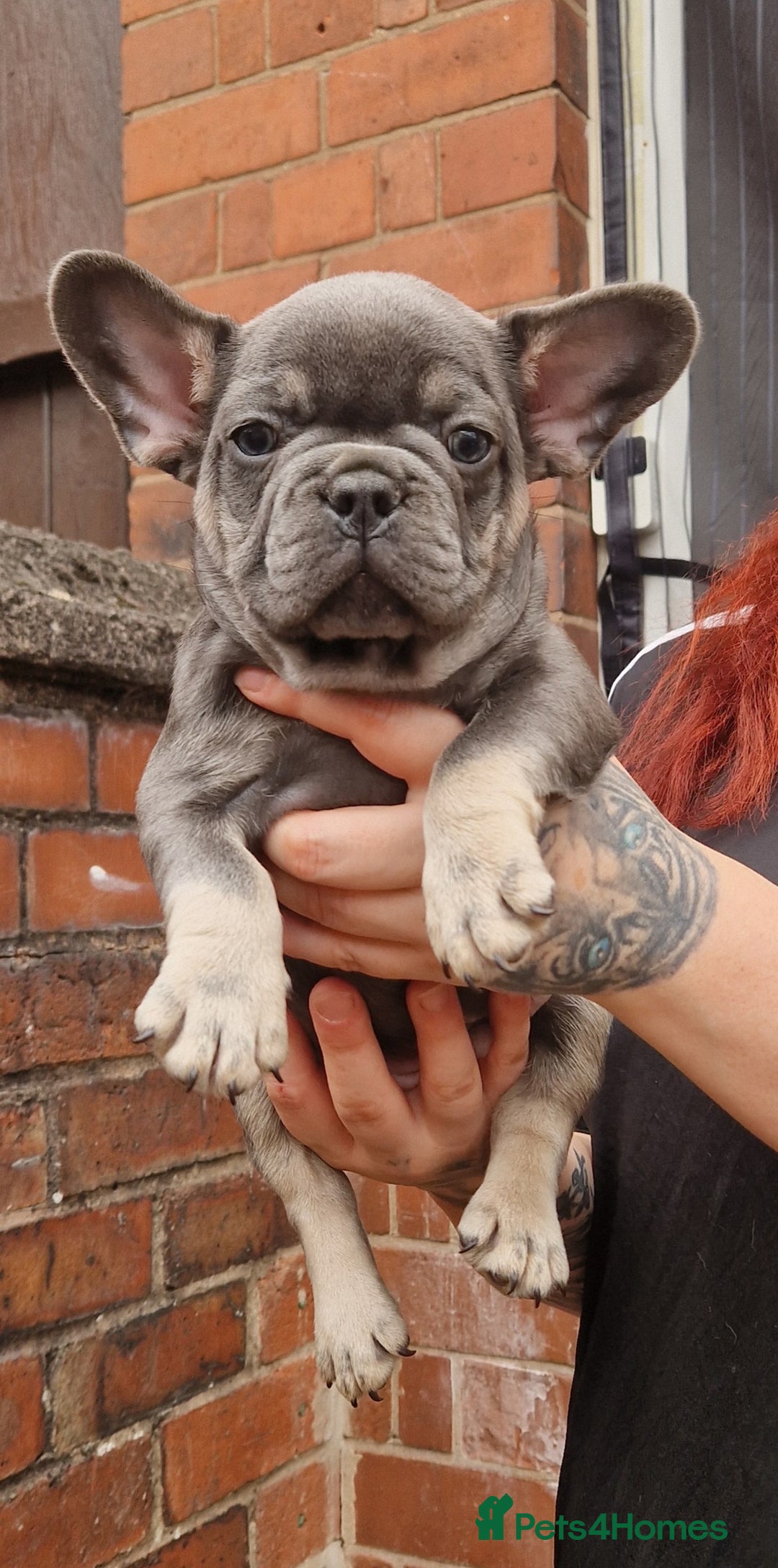 French Bulldog dogs for sale: Beautiful brindle french-bulldog girl left!  - Image 20