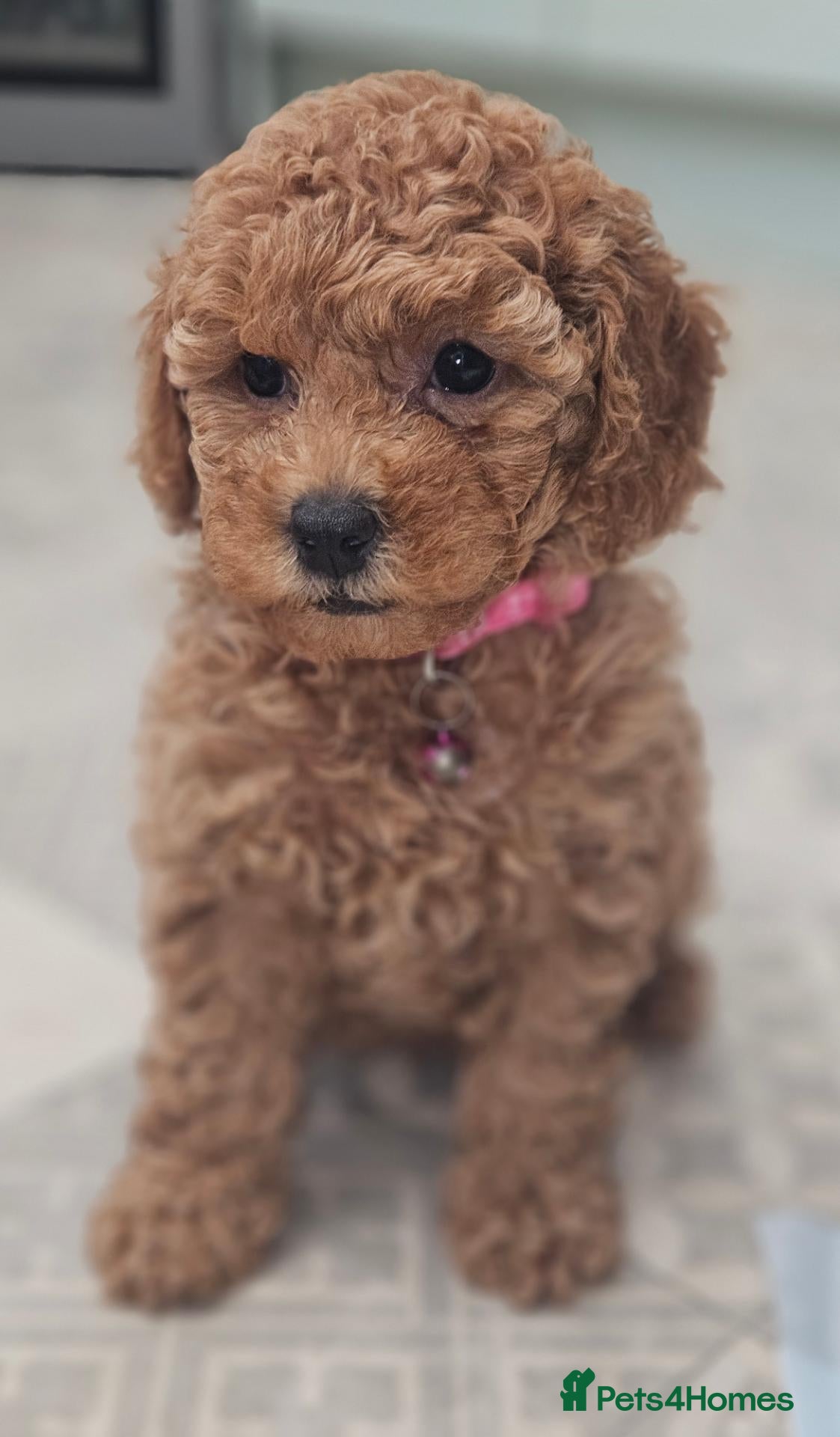 Toy Poodle dogs Licensed breeder kc toy poodle Girl available  - Advert 2