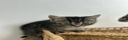 Domestic Shorthair cats for sale: 5 Tabby kittens - Advert 23