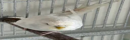 Budgerigars birds for sale: Young budgies for sale - Advert 7