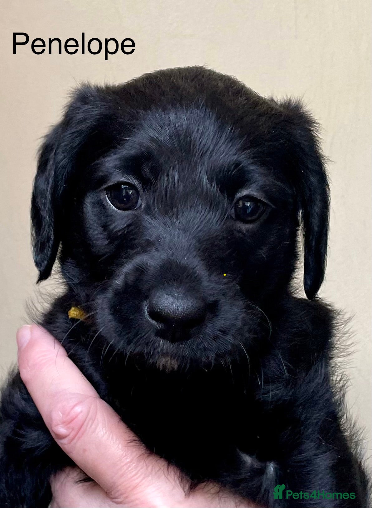 Labradoodle dogs Stunning Multigen F4a Labradoodle Puppies. - Advert 2