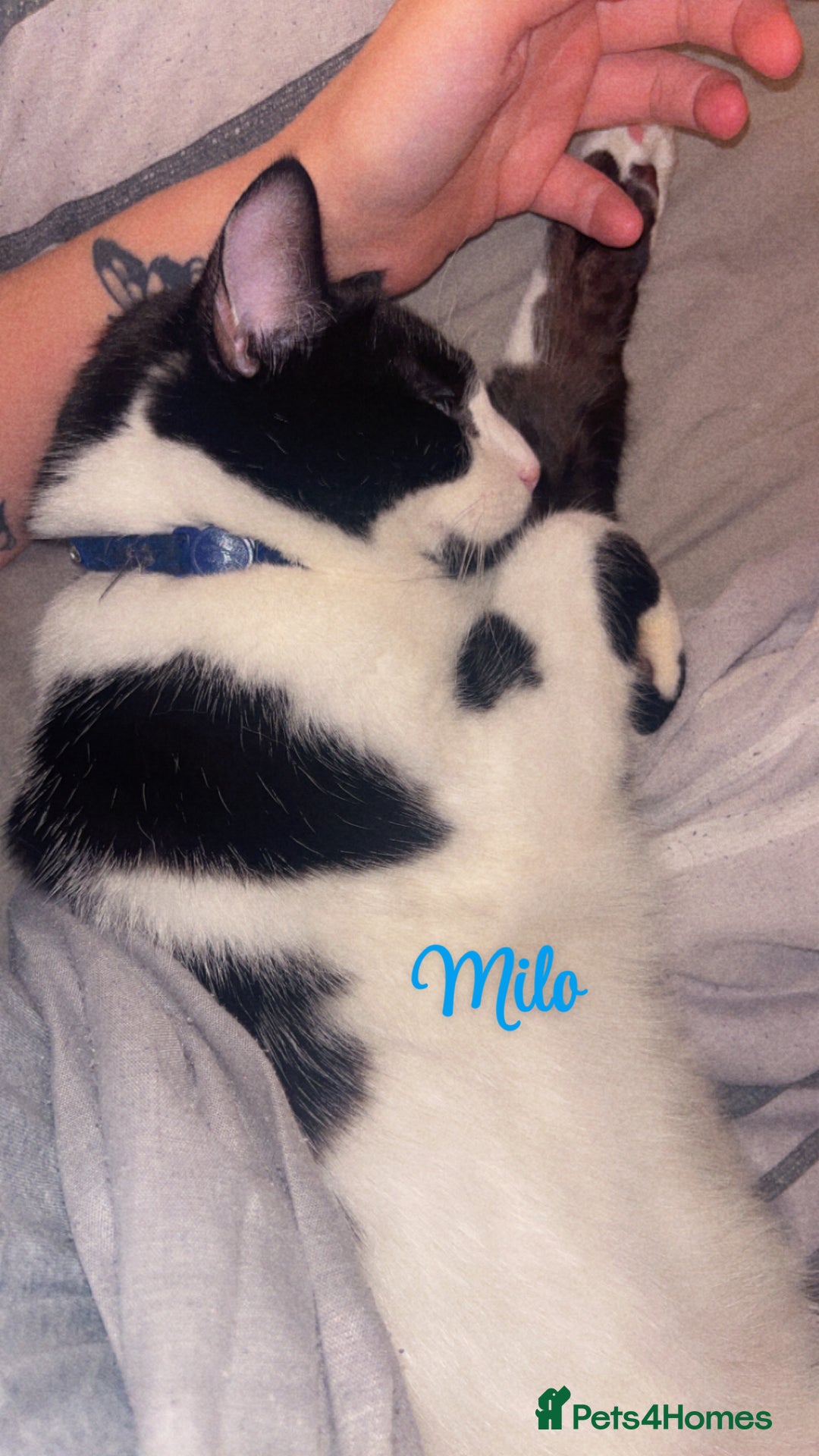 British Shorthair cats for sale: Female & male cat free to a lovely home - Image 4