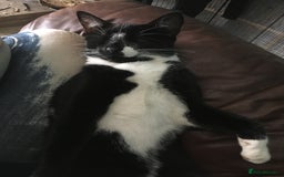 Domestic Shorthair cats for sale: Heart breaking decision  - Image 6