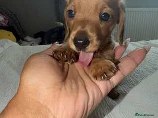 Miniature Dachshund dogs KC reg Mini Dachsund Puppies - Advert 1