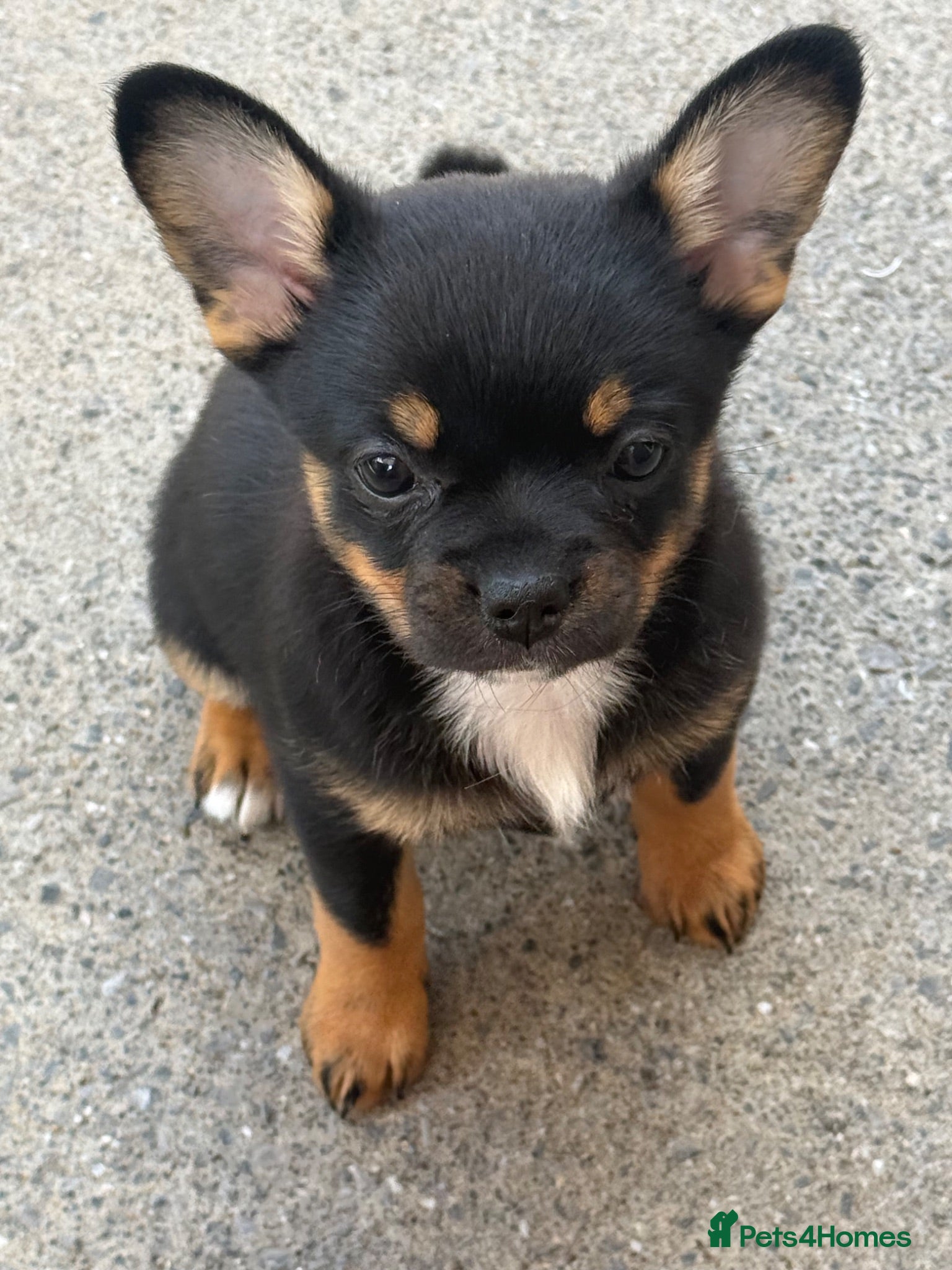 Mixed Breed dogs Stunning French Pomeranian puppies  - Advert 10