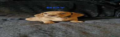Dachshund 2