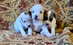 Jack Russell dogs for sale: Tremendous JRT puppies  - Image 15