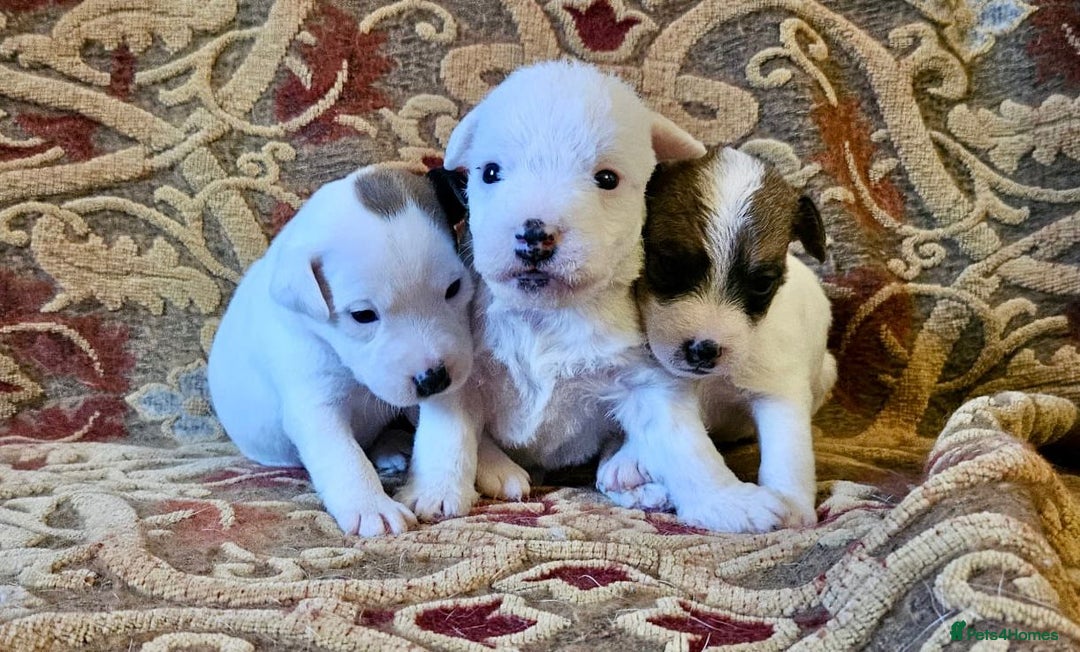 Jack Russell dogs for sale: Tremendous JRT puppies  - Image 15