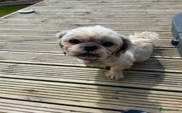 Shih Tzu dogs for stud: KC registered stud dog in Cullompton - Image 14